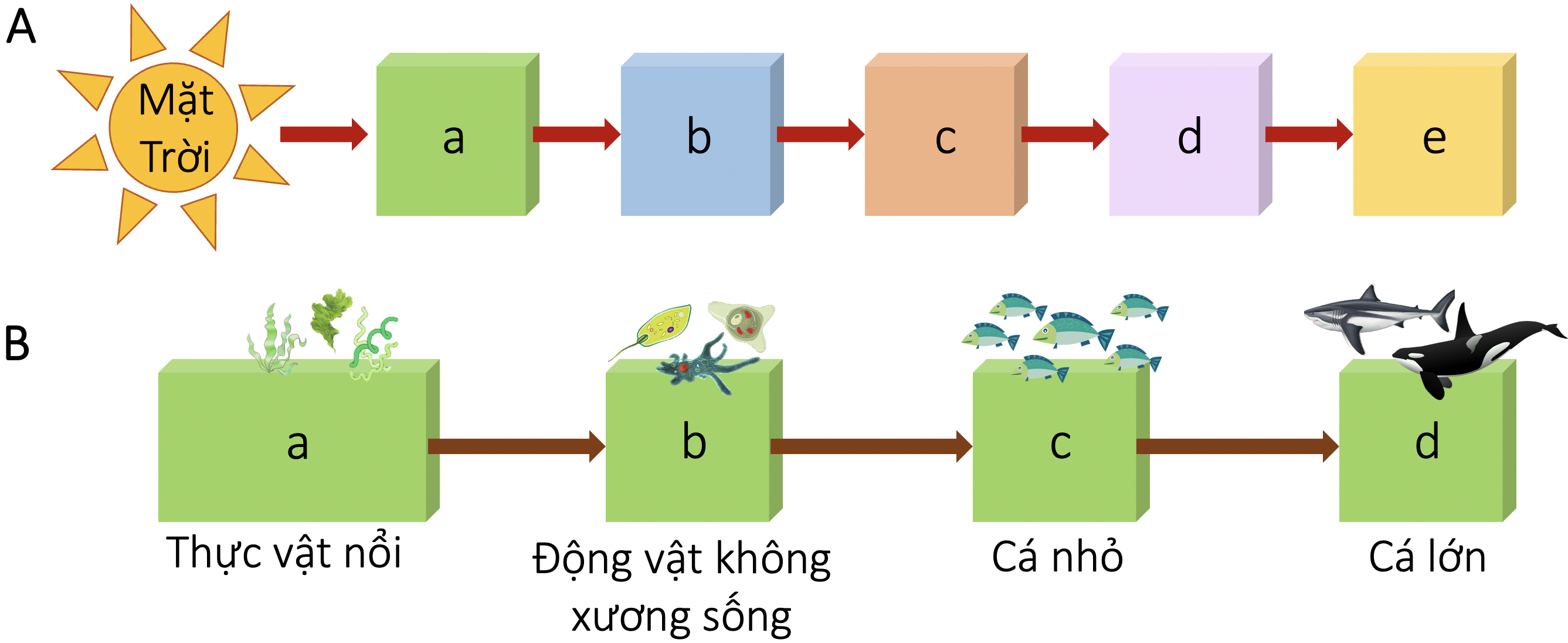 Các bậc dinh dưỡng của một quần xã sinh vật (A) và ví dụ về các bậc sinh dưỡng trong một quần xã sinh vật biển (B) olm